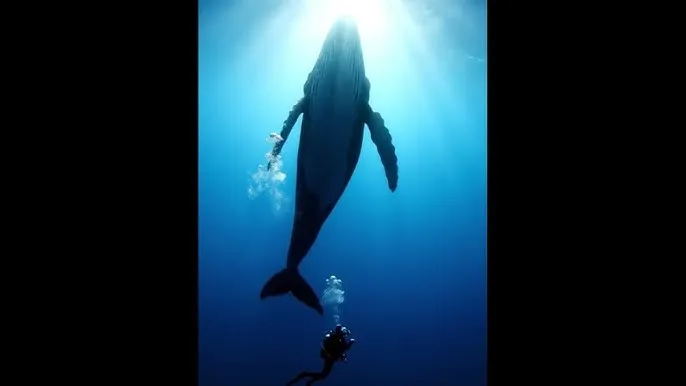 草上飞电影 - 深蓝星球：探索海洋深处的未知世界